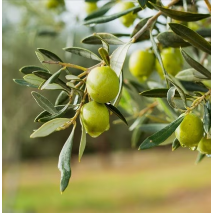 Badeskum & Dusj | Italian Olive Oil